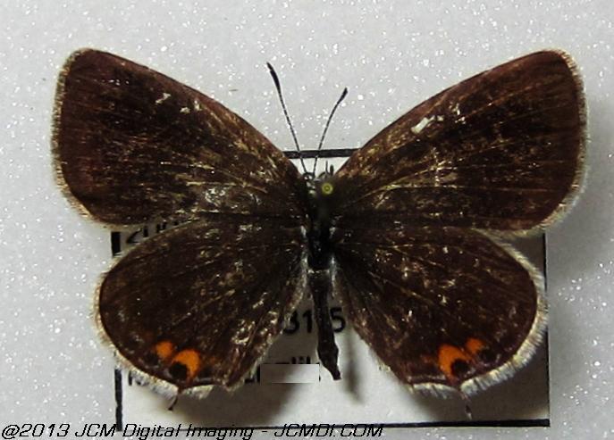 Unidentified Blue (Georgia)